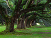 Natural  www.iesq.jw.lt